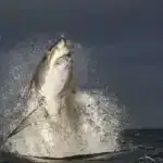 Yeni sprey texnologiyası çirkləndirici axını azaltmaq üçün pestisidlərin bitki yarpaqlarına yapışmasına kömək edir