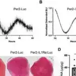 18 illik araşdırma, gənc Kanada əhalisinin spirtlə əlaqəli orqan zədələnmələrinin sürətlə artdığını göstərir