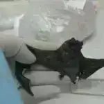 Amerika nadir “qanlı ay” tam Ay tutulmasına şahidlik edəcək