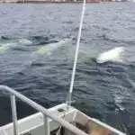 İşıqdan elektrik enerjisinə çevrilmənin inkişafı: Yeni üsul plazmonik isti dəliklərin ömrünü uzadır