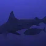 Arktika dəniz buzları adi pik artım dövrü üçün rekord həddə çatır