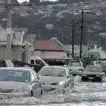 Dəniz anemonlarında toxunma ilə əlaqəli insan böyrək xəstəliyi ilə əlaqəli gen