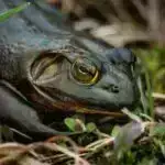 Webb planet əmələ gətirən disklərin əvvəllər düşünüldüyündən daha uzun sürə biləcəyini ortaya qoyur