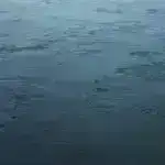 Sony-nin aibo iti tezliklə sakitcə yeriyə və mürəkkəb rəqs rutinlərini yerinə yetirə bildi