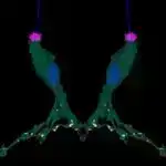 Aşağıdan daşqın: Dəniz səviyyəsinin yüksəlməsi ilə bağlı görünməyən risklər