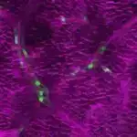 Araşdırmalar göstərir ki, balıqlar köpəkbalıqlarını ovlarını pusquya salmaq üçün qalxan kimi istifadə edirlər