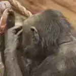 Qara dəliklərdən gələn radiasiya həyata necə qidalandırıcı təsir göstərə bilər