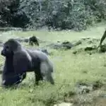 Astronomlar yeni qütb kataklizm dəyişəni aşkar edirlər