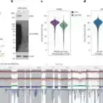 Kvant dolaşıqlığı kritik nöqtədə qəribə metalların unikal elektron davranışını ortaya qoyur