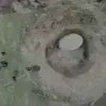 Hüceyrələrin mexaniki qüvvəsi hüceyrə rəqabətində sağ qalmağın açarıdır, araşdırma göstərir