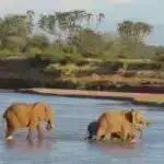 Tədqiqatlar göstərir ki, iribaşlar normaldan daha sürətli böyüyərək gölməçələrində təhlükəli virusdan qaçmağa çalışırlar