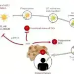 Genlər musiqidən həzz almağımıza təsir edə bilər