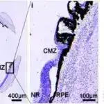 Baltik dənizi palçığında işıq və oksigen olmayan 7000 ildən sonra tədqiqatçılar tarixdən əvvəlki yosunları həyata qaytardılar