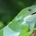 Kolibri cücəsi sağ qalmaq üçün tırtıl kimi necə davranır