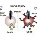 Epitel hüceyrələrinin yavaş, səssiz “qışqırıqları” ilk dəfə aşkar edildi