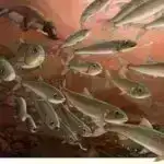 Nüvə vaxtının dəqiq hesablanması üçün lazım olan temperaturun yığılması