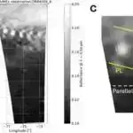 İtlər yeni uşaqlardır? Tədqiqatda doğum nisbətləri və it sahibliyi təhlil edildi