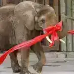 Alimlər yeni ağır metal molekulu “berkelosen” kəşf ediblər