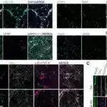 Etiketdə nə var? Oğlanlar və qızlar üçün fərqlidir, valideynlərin yeni araşdırması tapır