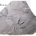 Həyatın bütün sahələri üçün proqnozlaşdırıcı və generativ genomik AI olan Evo 2-ni təqdim edirik