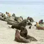 Marsquakes-in seysmik ipuçları səthin altında maye su və həyat potensialı olduğunu göstərir