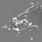 Şənbə Sitatları: LMC-də superkütləvi qara dəlik; ozon təbəqəsinin bərpası; insanlarda mücərrəd yaddaş