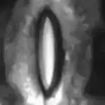 Avropanın orbital raketi buraxıldıqdan sonra qəzaya uğrayıb