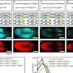 Qorillalar, özünüdərketmə araşdırmasında şimpanzelərlə uyğunlaşır