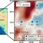 Kim zəng edir? Yarasalar hiss konfliktlərini həll etməklə hiylədən üstün gəlirlər