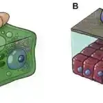 “Xərçəng hüceyrə mərkəzlərinin” kəşfi uşaqlıq boynu xərçəngində kooperativ hadisələri ortaya qoyur