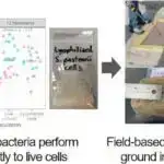 Tədqiqatçılar 120 illik qorunma səylərindən sonra, Yellowstone bizonunun tək damazlıq populyasiya olduğunu kəşf edirlər.