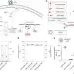 Tədqiqat göstərir ki, açıq etiketli plasebo premenstrüel simptomları azaldır