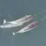 Yeni nəzəriyyə ulduz birləşmələrinin kainatın ən yüksək enerjili hissəciklərini əmələ gətirdiyini irəli sürür