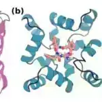 Müəyyən mutasiyalar toxunmaya əsaslanan öyrənməni pozur, araşdırma tapır