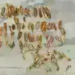 Ölümcül kif suşlarının yeni dərmanlara qarşı müqavimət əldə etmə ehtimalı yüksəkdir