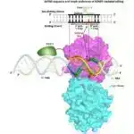 Mikro metal daşıyıcıları: Biokimyaçılar daha yaxşı xərçəng müalicələrinə bir addım daha yaxındırlar
