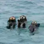 Tatuajlar xərçəng riskinin artması ilə əlaqələndirilə bilər, əkiz araşdırma təklif edir