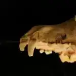 Yeni kəşf edilmiş fosil sahələrinin radioizotop yaşları məməlilərin təkamülünə dair ipuçlarını saxlayır