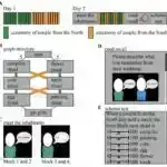 İltihab, dağınıq sklerozun inkişafının potensial səbəbi kimi müəyyən edilmişdir