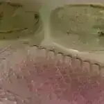 Güclü atmosfer çayları Qrenlandiya buz təbəqəsinin itirilmiş buzlarının bir hissəsini doldura bilər.