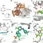 Yapon alimləri primatlarda qeyri-viral gen çatdırılmasına öncülük edirlər
