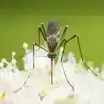 Şərh edilə bilən AI və effektiv əlaqə modelləri ilə vuruş görüntüləmə təhlilinin təkmilləşdirilməsi