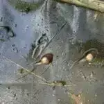 Qədim daş mətbəxlər yemək sirlərini necə qoruyur