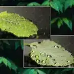 Maqnit “mikro çiçəklər” yerli maqnit sahələrini gücləndirir