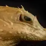 Wolf-Rayet 104 “fırıldaq” ulduzu sürpriz (və bir qədər rahatlama) açır