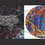 Tədqiqat göstərir ki, ürək xəstəliyi olan qorillalar bağırsaq mikrobiomlarını dəyişib