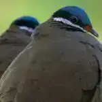 Epitel hüceyrələrinin yavaş, səssiz “qışqırıqları” ilk dəfə aşkar edildi