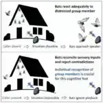Milyonlarla kiçik ağızlarla bitkilər “nəfəs alır” – lazerlər stomata davranışının təkamülünü işıqlandırır