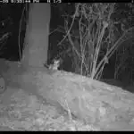 DNT skafoldları öz-özünə yığılan 3D elektron cihazları təmin edir