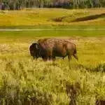 Meta-analiz ictimaiyyətin saxta xəbərləri aşkar etmək bacarığını üzə çıxarır, lakin doğru xəbərlərə skeptisizm davam edir.